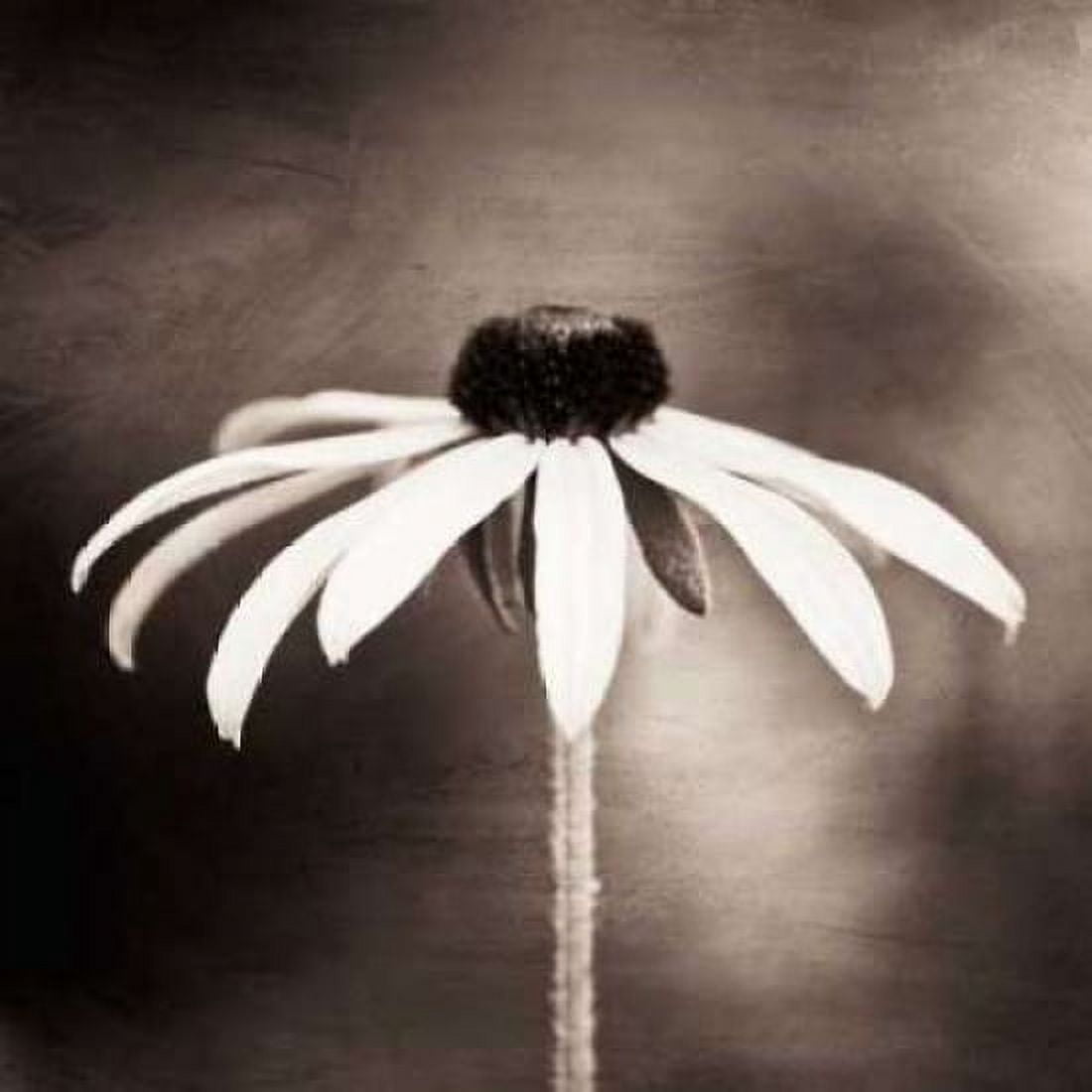 Simply Stated Canvas Art - Carolyn Cochrane (24 x 24)
