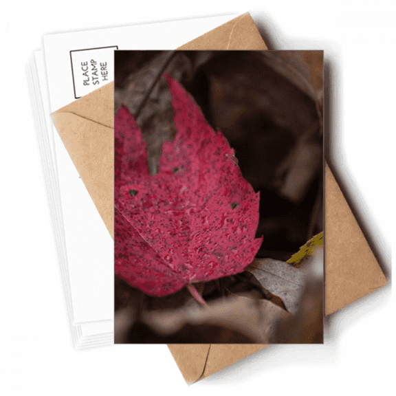 Simpol Red Maple   Picture Postcards Envelopes Blank Note Cards Mailing