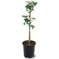 thumbnail image 1 of Expert Gardener 1- 1.5 ft tall Autumn Blaze Maple Live Tree in 1-Gallon Grower Pot, 1 of 2