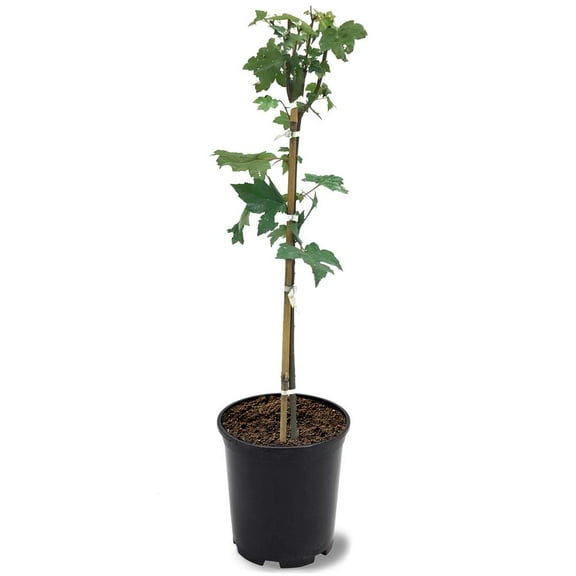 Expert Gardener 1- 1.5 ft tall Autumn Blaze Maple Live Tree in 1-Gallon Grower Pot