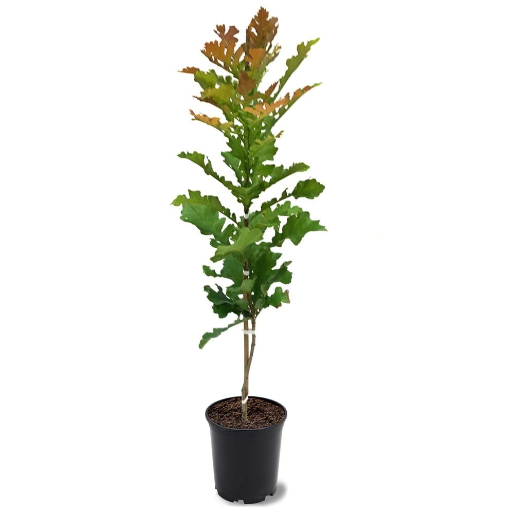 Simpson Nurseries 12" Bur Oak Tree Live Plant with Pot