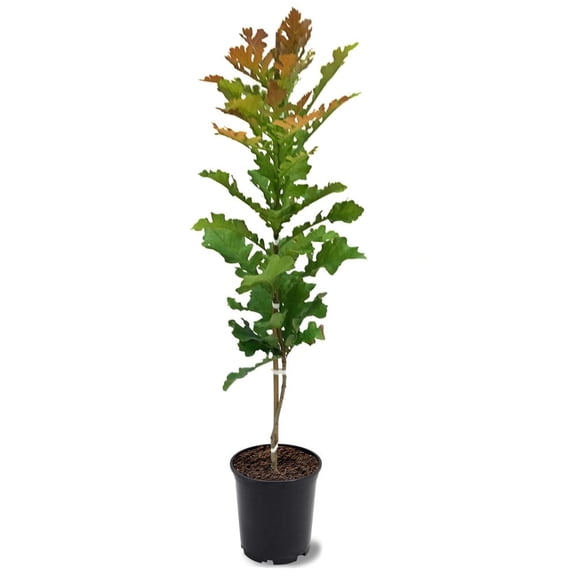 Expert Gardener 1- 1.5 ft tall Bur Oak Live Tree in 1-Gallon Grower Pot
