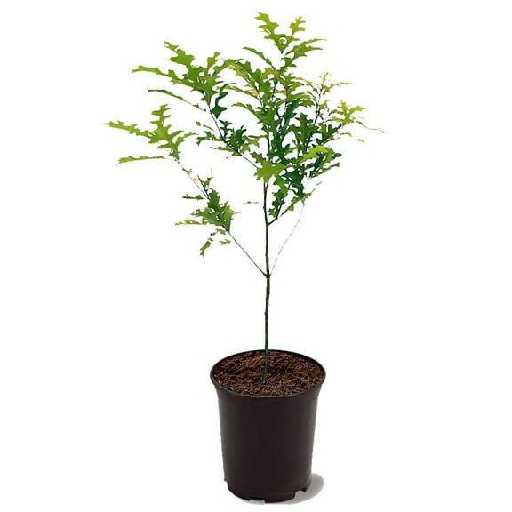 Expert Gardener 1-1.5 ft Nuttall Oak Live Tree in 1- Gallon Grower Pot
