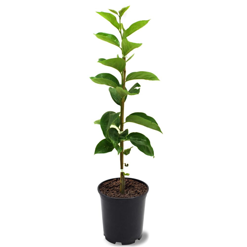 Expert Gardener 1-2 ft. tall Fuyugaki Persimmon Live Tree in