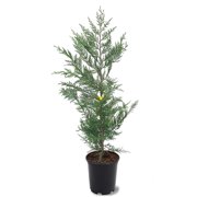 Simpson Nurseries 12 in. Leyland Cypress Privacy Evergreen Tree in 2.84 Liter Nursery Pot - Full Sun Live Outdoor Plant