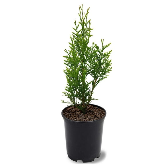 Expert Gardener 1-1.5 ft tall Green Giant Thuja Live Tree in 1-Gallon Grower Pot