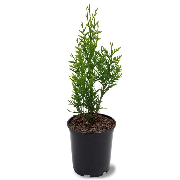 Simpson Nurseries 12 in. Thuja Green Giant Arborvitae Privacy Tree in 2