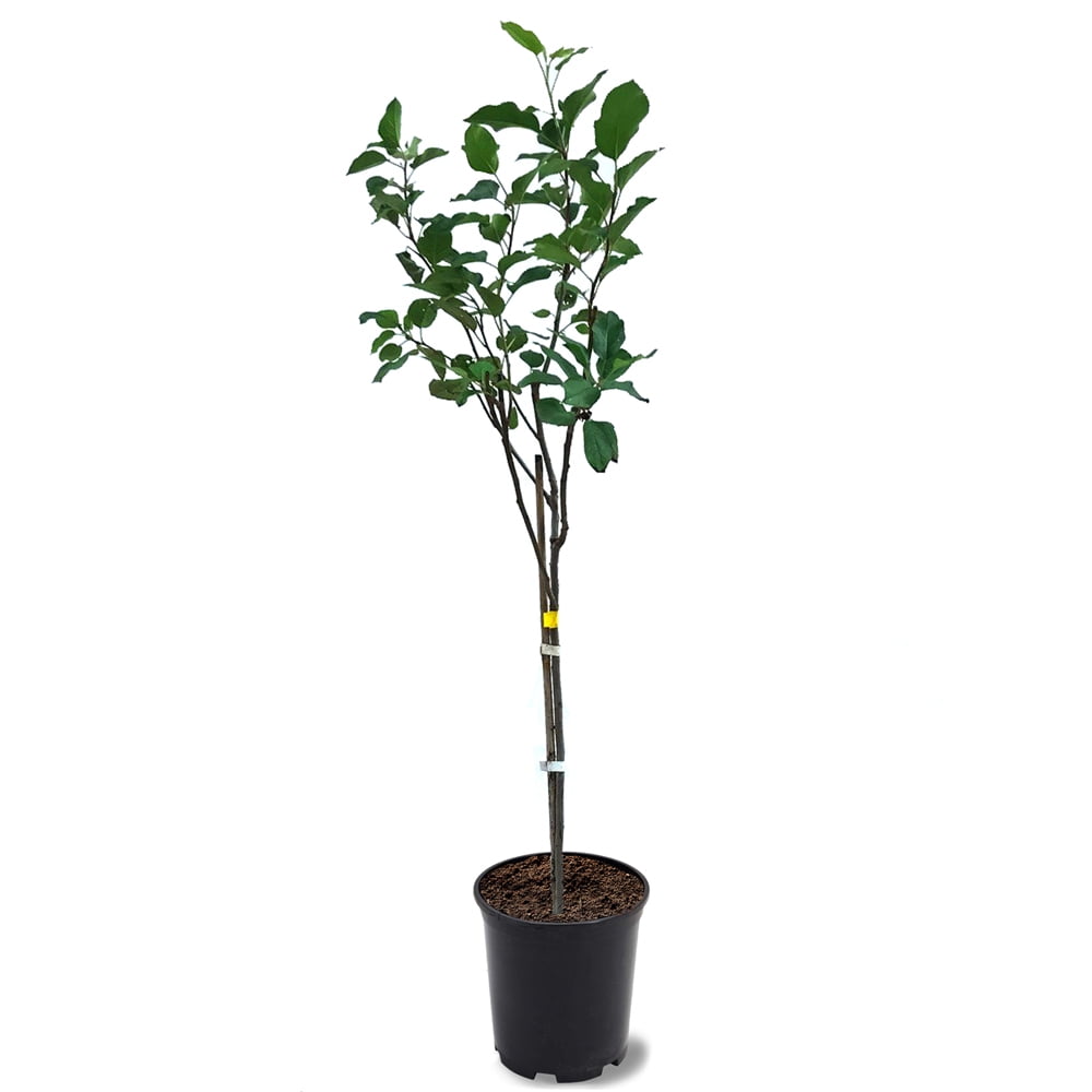Expert Gardener 1-1.5 ft tall Anna Apple Live Tree in 1-Gallon Grower Pot