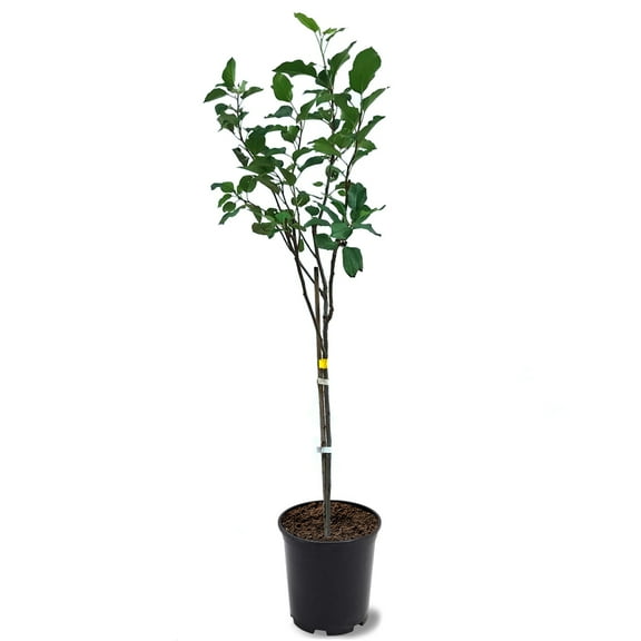Expert Gardener 1-1.5 ft tall Anna Apple Live Tree in 1-Gallon Grower Pot