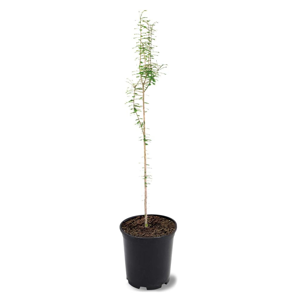 Expert Gardener 1- 1.5 ft tall Bald Cypress Live Tree in 1-Gallon Grower Pot