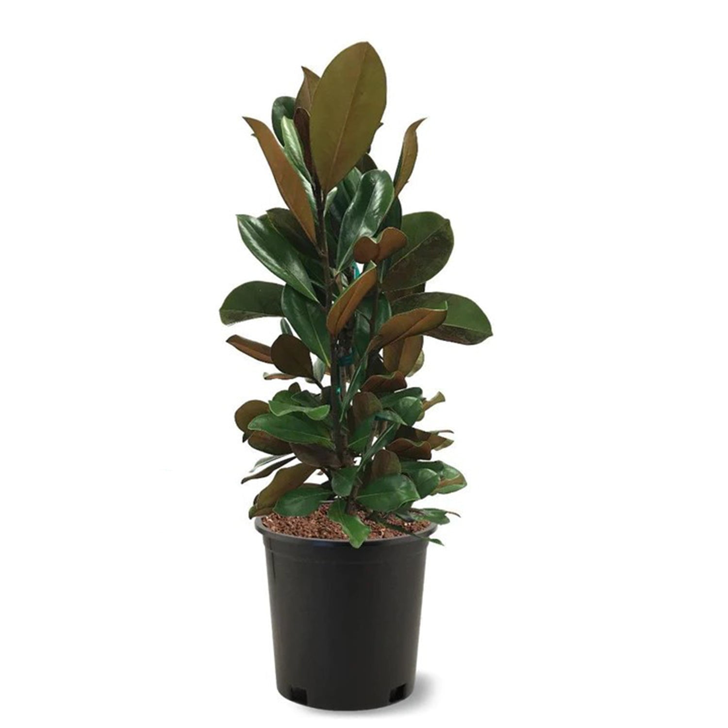 Expert Gardener 1.5- 2 ft tall D.D. Blanchard Southern Magnolia Live Tree in 3-Gallon Grower Pot