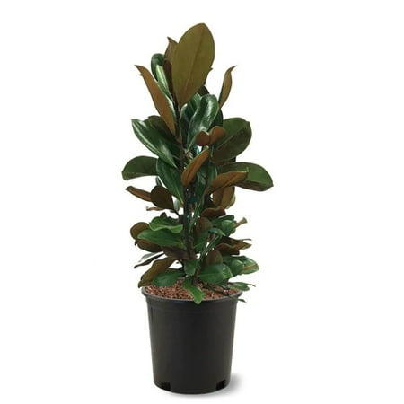 Expert Gardener 1.5- 2 ft tall D.D. Blanchard Southern Magnolia Live Tree in 3-Gallon Grower Pot