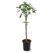 Simpson Nurseries 18" Golden Dorsett Apple Tree Live Tree