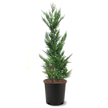 Expert Gardener 1.5- 2 ft tall Leyland Cypress Live Tree in 3-Gallon Grower Pot