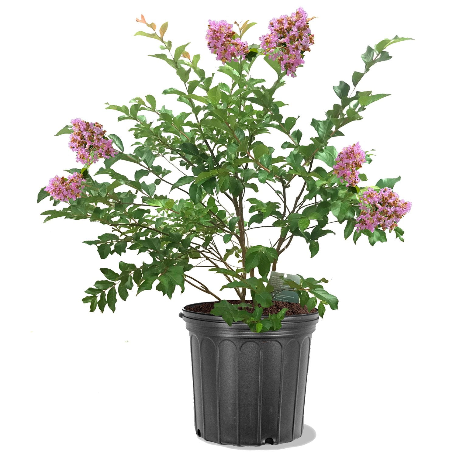 Expert Gardener 1.5- 2 ft tall Muskogee Crape Myrtle Live Tree in 3-Gallon Grower Pot