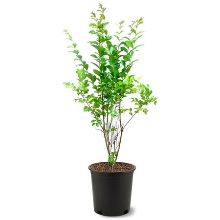 Expert Gardener 1.5- 2 ft tall Natchez Crape Myrtle Live Tree in 3-Gallon Grower Pot