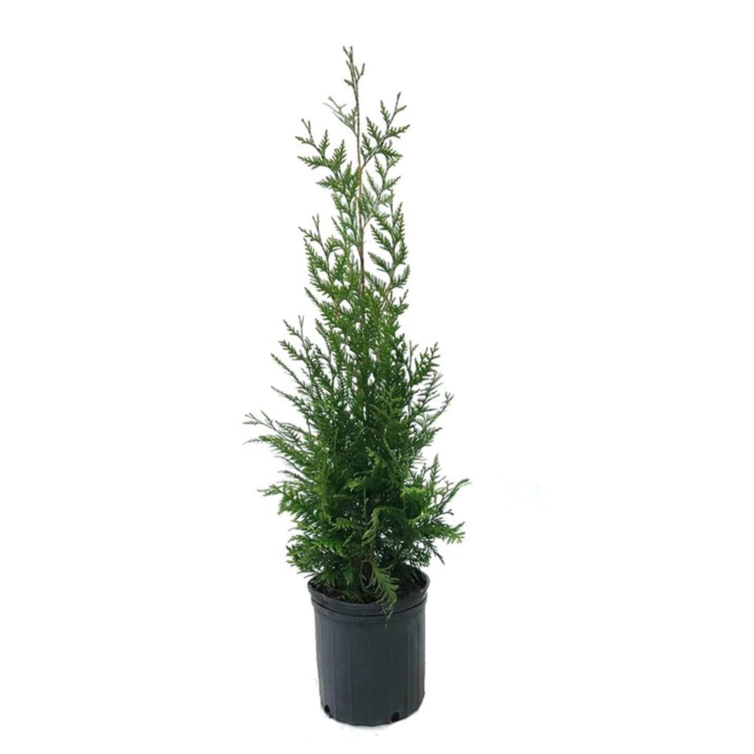 Expert Gardener 1.5- 2 ft tall Green Giant Thuja Live Tree in 3-Gallon Grower Pot
