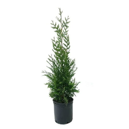 Expert Gardener 1.5- 2 ft tall Green Giant Thuja Live Tree in 3-Gallon Grower Pot