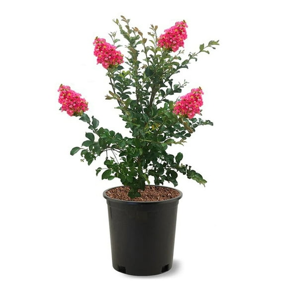 Expert Gardener 1.5- 2 ft tall Tuscarora Crape Myrtle Live Tree in 3-Gallon Grower Pot