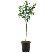 Expert Gardener 2-3 ft tall Anna Apple Live Tree in 5-Gallon Grower Pot