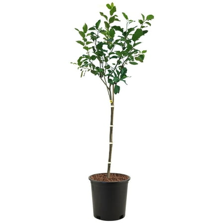 Expert Gardener 2-3 ft tall Anna Apple Live Tree in 5-Gallon Grower Pot