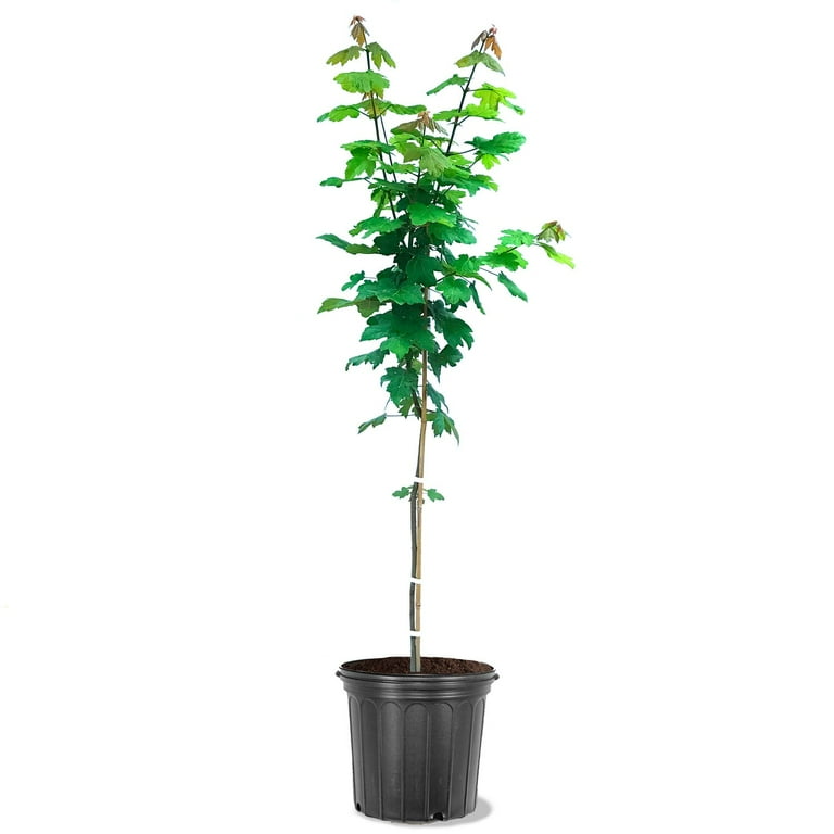 Northlight Metal Trees with Wood Base Christmas Decorations