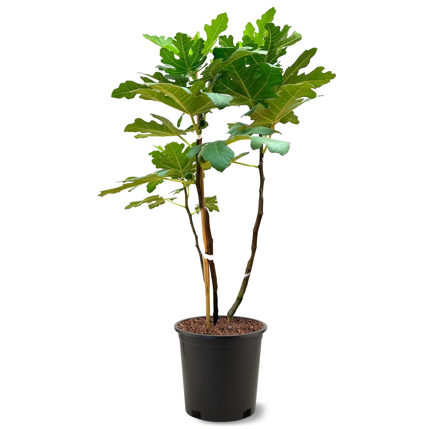 Expert Gardener Green 2-3 ft Tall Brown Turkey Fig Pot 1 Count, Hardy