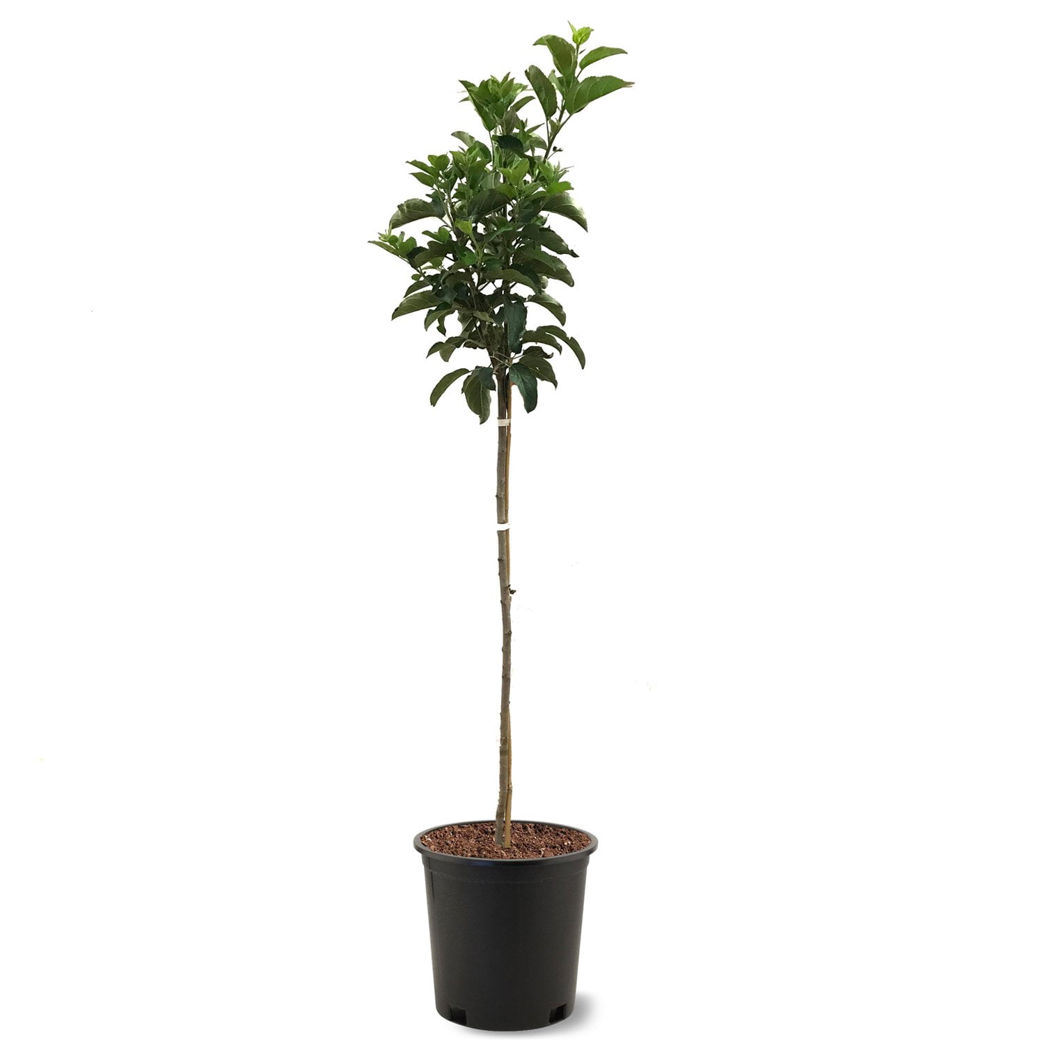 Expert Gardener 2-3 ft tall Golden Dorsett Apple Live Tree in 5-Gallon Grower Pot