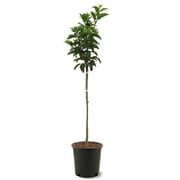 Expert Gardener 2-3 ft tall Golden Dorsett Apple Live Tree in 5-Gallon Grower Pot