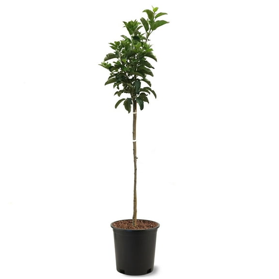 Expert Gardener 2-3 ft. tall Golden Dorsett Apple Live Tree in 5-Gallon Grower Pot