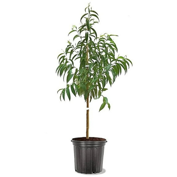 Expert Gardener 2-3 ft tall Contender Peach Live Tree in 5-Gallon Grower Pot