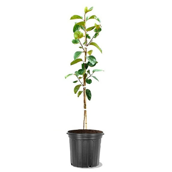 Expert Gardener 2-3 ft tall Fuyugaki Persimmon Live Tree in 5-Gallon Grower Pot