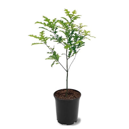 Expert Gardener 2-3 ft tall Nuttall Oak Live Tree in 5-Gallon Grower Pot