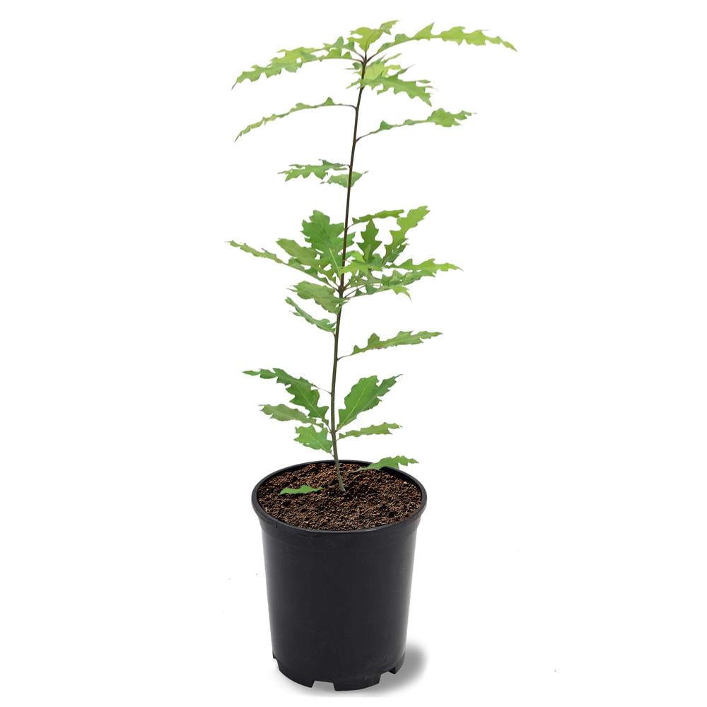 Expert Gardener 1-1.5 ft tall Shumard Oak Live Tree in 1-Gallon Grower Pot