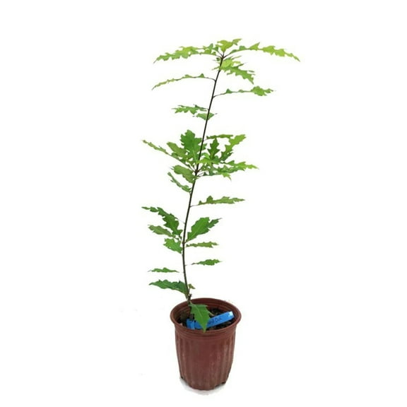 Expert Gardener 2-3 ft tall Shumard Oak Live Tree in 5-Gallon Grower Pot
