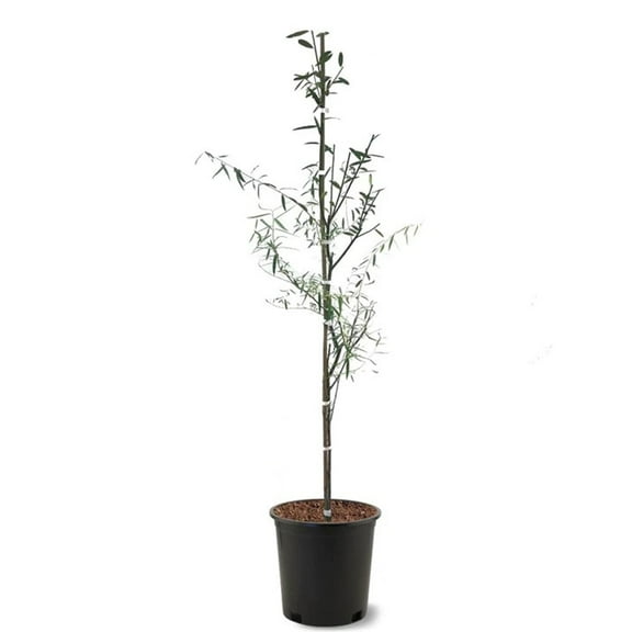Expert Gardener 2-3 ft Weeping Willow Tree Live in 5- Gallon Grower Pot