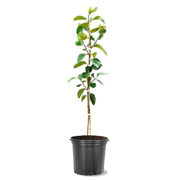 Expert Gardener 3-4 ft tall Fuyugaki Persimmon Live Tree in 7-Gallon Grower Pot