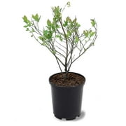 Expert Gardener 1-1.5 ft tall Austin Rabbiteye Blueberry Live Shrub in 1-Gallon Grower Pot
