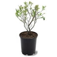 thumbnail image 1 of Expert Gardener 1-1.5 ft tall Brightwell Rabbiteye Blueberry Live Shrub in 1-Gallon Grower Pot, 1 of 2