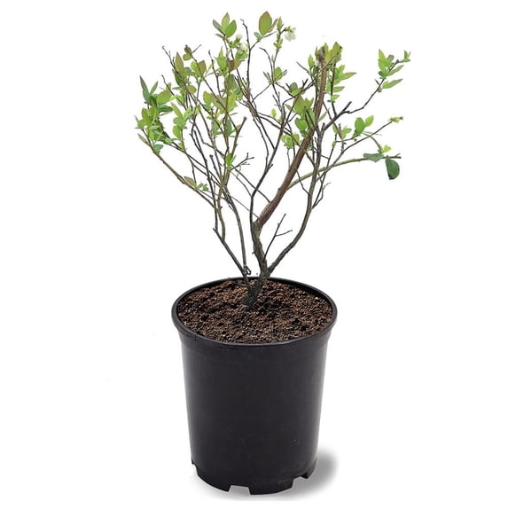 Expert Gardener 1-1.5 ft tall Brightwell Rabbiteye Blueberry Live Shrub in 1-Gallon Grower Pot