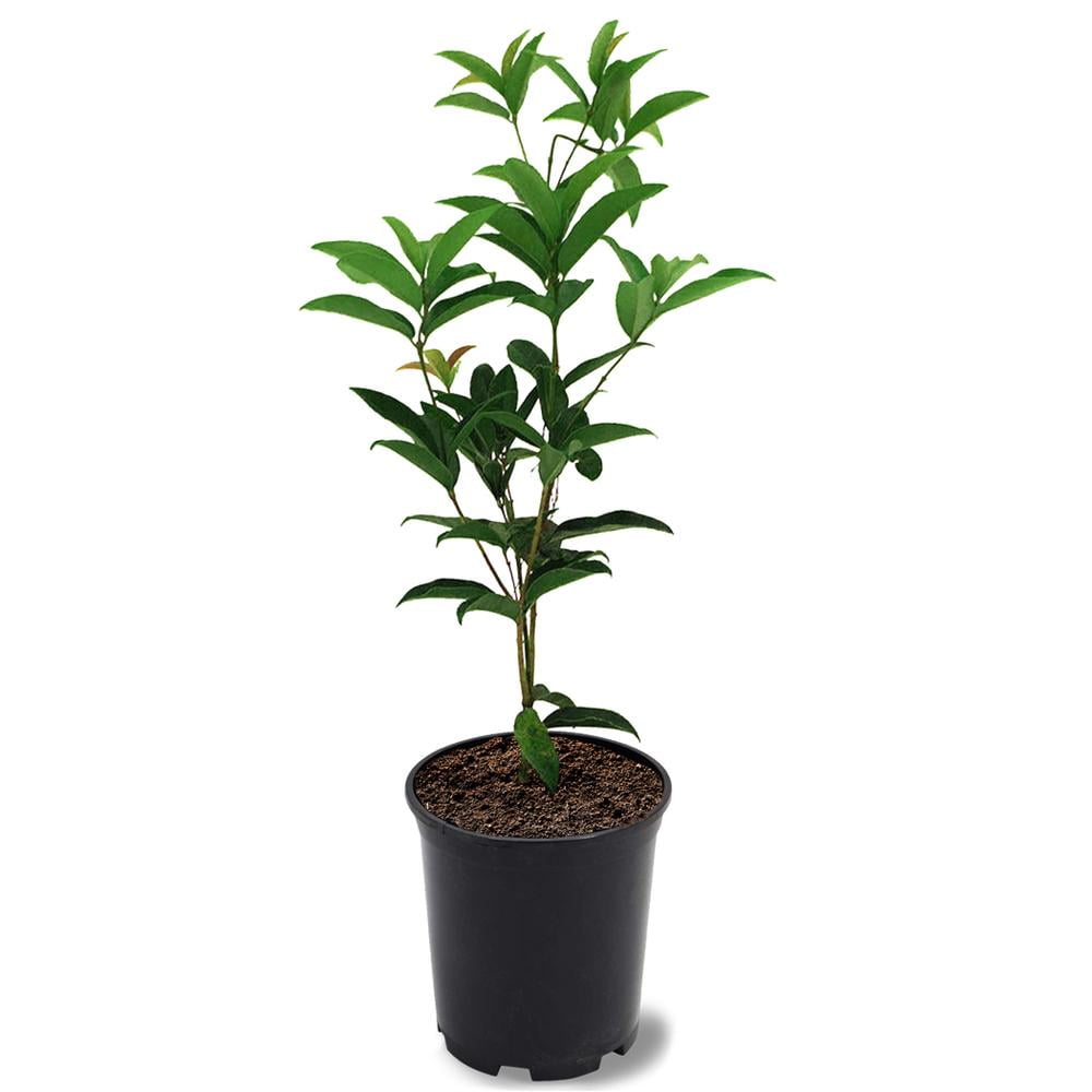 Expert Gardener 1-1.5 ft tall Green Sweet Olive Live Shrub in 1- Gallon Grower Pot