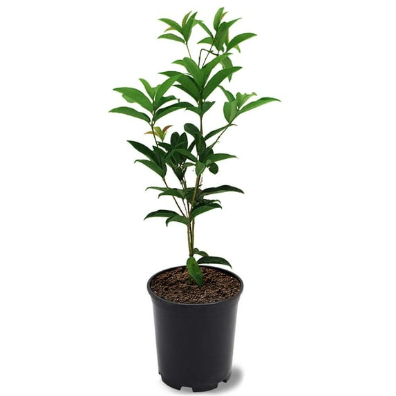 Expert Gardener 1-1.5 ft tall Green Sweet Olive Live Shrub in 1- Gallon Grower Pot