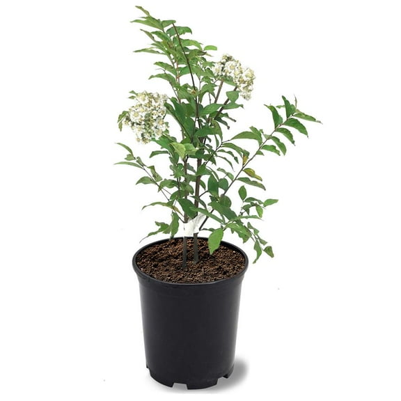 Expert Gardener 1-1.5 ft tall Natchez Crape Myrtle Live Tree in 1-Gallon Grower Pot