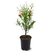 Expert Gardener 1-1.5 ft tall Russian Pomegranate Live Tree in 1-Gallon Grower Pot
