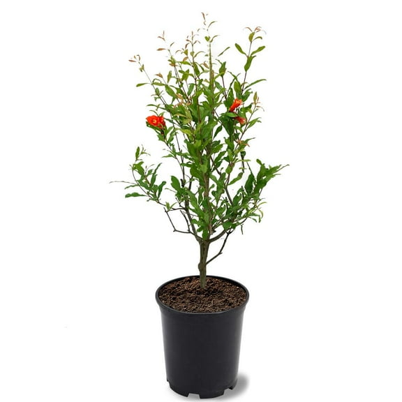 Expert Gardener 1-1.5 ft tall Russian Pomegranate Live Tree in 1-Gallon Grower Pot
