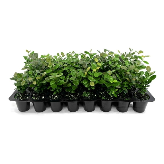 Simpson Stopper | 3 Live Plants | Myrcianthes fragrans | Native Evergreen Shrub | Ornamental Landscape Plants for Privacy & Wildlife Habitat