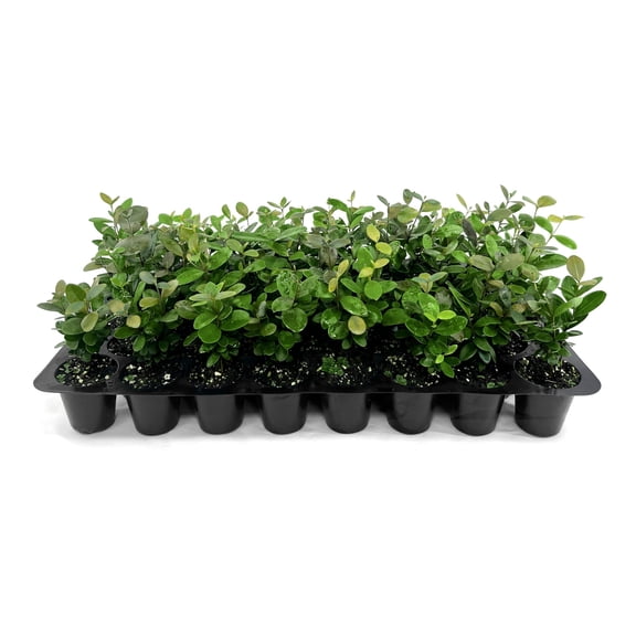 Simpson Stopper | 40 Live Plants | Myrcianthes fragrans | Native Evergreen Shrub | Ornamental Landscape Plants for Privacy & Wildlife Habitat