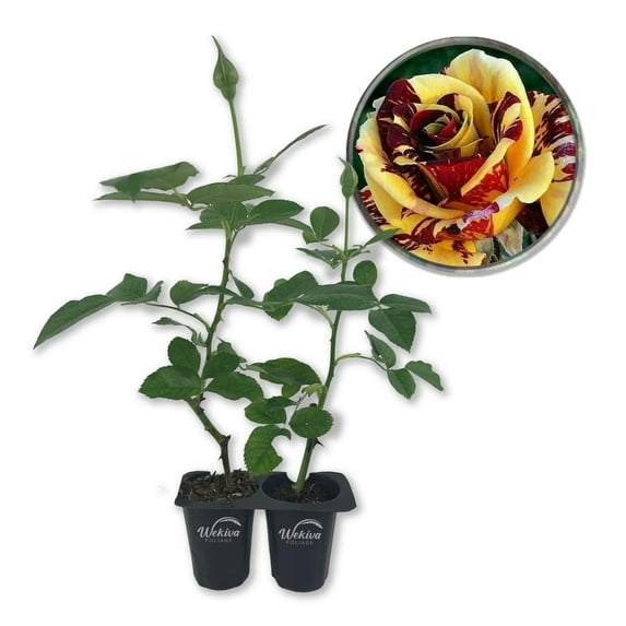Simsalabim Rose Bush - 2 Live Starter Plants in 2 Inch Growers Pots - Beautifully Fragrant Hybrid Tea Rose - A Versatile Beauty with Large Blooms