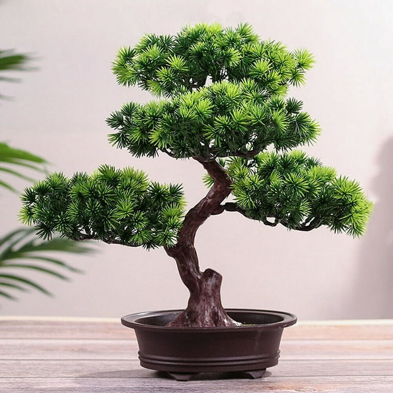 How To Grow and Care for Pine Tree Bonsai