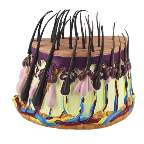 Simulation Model Model Tissue Structure Model for